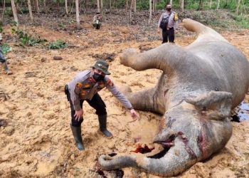 Seekor Gajar Sumatera Mati  diduga diracun di Talang Muandau Kabupaten Bengkalis Riau