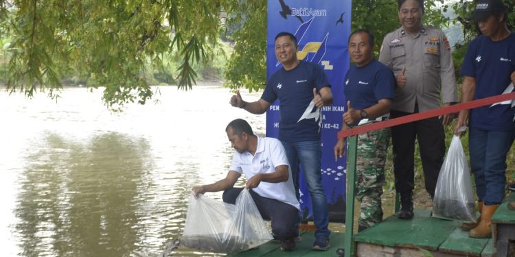 Peringati HUT ke-42, Bukit Asam Tebar 11.000 Benih Ikan di Sungai Enim