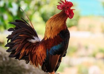 Turis Komplain Suara Ayam Berkokok