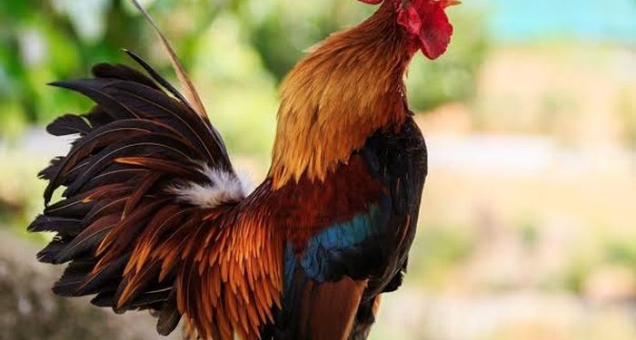 Turis Komplain Suara Ayam Berkokok