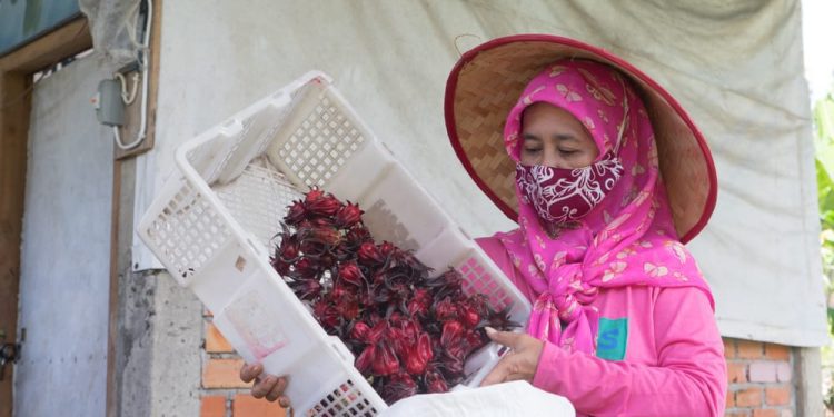 Lewat Usaha Rosella, Perempuan Berdaya Bersama PTBA