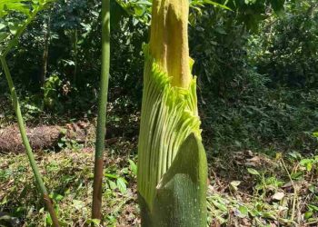 Bunga Bangkai Tumbuh Di Perkebunan karet Milik Loly Mista Sebetri di Sijunjung