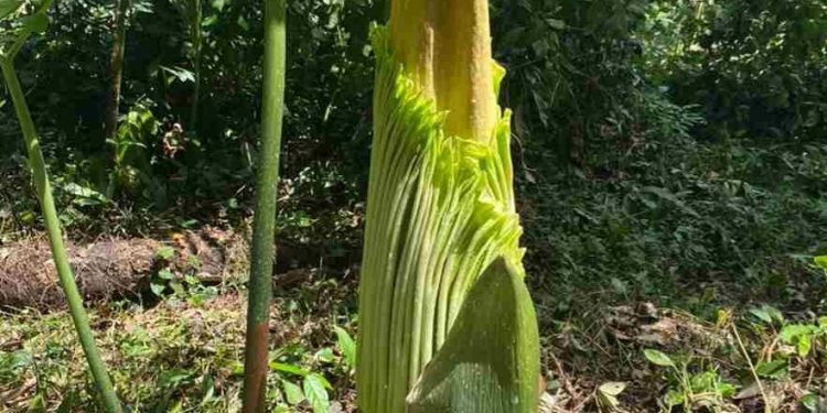Bunga Bangkai Tumbuh Di Perkebunan karet Milik Loly Mista Sebetri di Sijunjung
