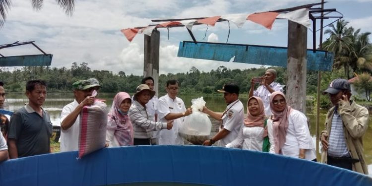 Alimuhar Sutan Tunaro  Hadiri Serah Terima Bibit Ikan di Talago Pulai