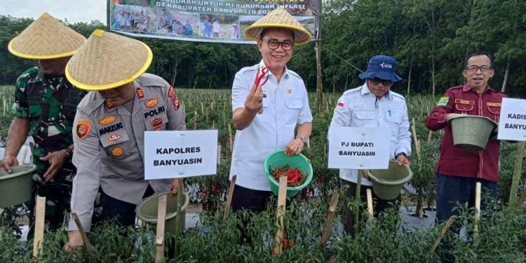 Kendalikan Inflasi, Pj Bupati Banyuasin Panen Cabe dan Tanam Bawang di Desa Tirto Sari