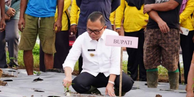 Kendalikan Inflasi, PJ Bupati Hani Syopiar Rustam Gencarkan Tanam Cabai
