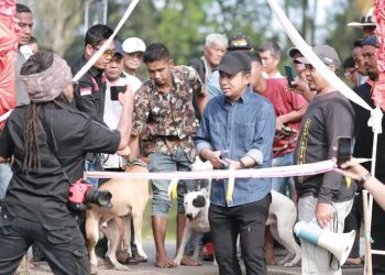 Wawako Solok Buka Acara Alek Nagari Buru Babi