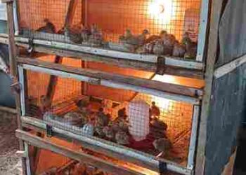 Bukit Asam (PTBA) Dorong Transformasi Desa Seleman Lewat Budidaya Burung Puyuh