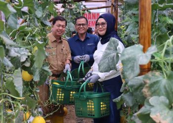 Kelompok Pembibitan Eco Agrotomation Binaan Bukit Asam Panen Perdana Melon Premium