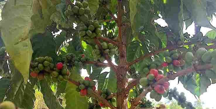Kopi Robusta “Harapan Baru” – Kisah Kami, Petani Sawahlunto bersama Bukit Asam