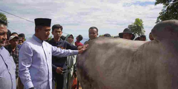 Nagari Koto Laweh tempat Penyembelihan Hewan Qurban dari Presiden RI, yang di hadiri oleh Bupati Solok