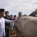 Nagari Koto Laweh tempat Penyembelihan Hewan Qurban dari Presiden RI, yang di hadiri oleh Bupati Solok